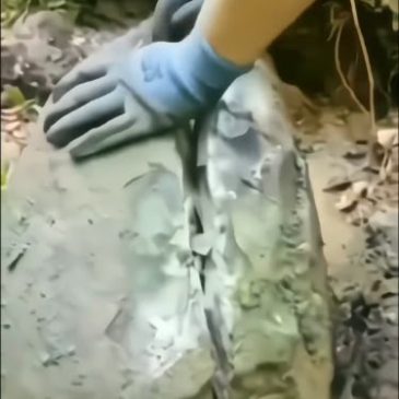A stunning rare-sized fossil of a Heteromorphic Ammonite of the genus Ammonitoceras.